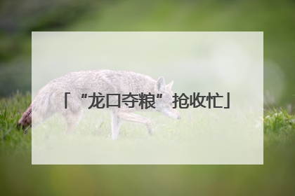 “龙口夺粮”抢收忙
