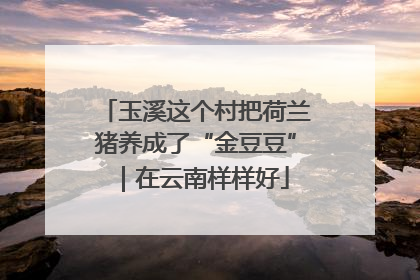 玉溪这个村把荷兰猪养成了“金豆豆”｜在云南样样好