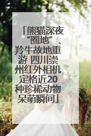 熊猫深夜“圈地”、羚牛故地重游 四川崇州红外相机定格近20种珍稀动物呆萌瞬间