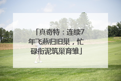 真奇特：连续7年飞燕归旧巢，忙碌衔泥筑巢育雏