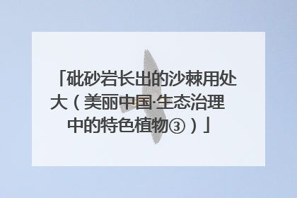 砒砂岩长出的沙棘用处大（美丽中国·生态治理中的特色植物③）