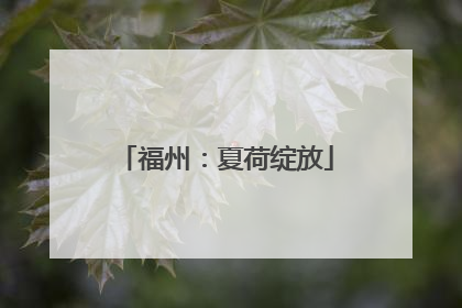 福州：夏荷绽放