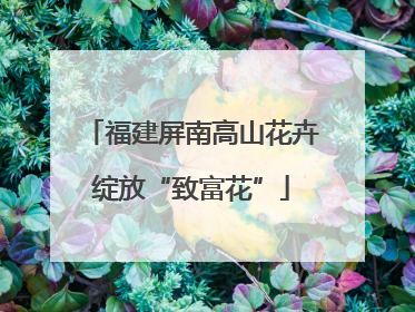 福建屏南高山花卉绽放“致富花”