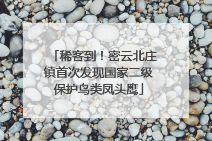 稀客到！密云北庄镇首次发现国家二级保护鸟类凤头鹰