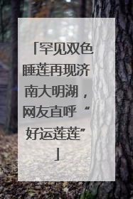 罕见双色睡莲再现济南大明湖，网友直呼“好运莲莲”