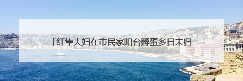 红隼夫妇在市民家阳台孵蛋多日未归，市民将蛋送往红山动物园“抢救”