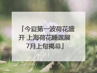 今夏第一波荷花盛开 上海荷花睡莲展7月上旬揭幕