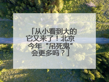 从小看到大的它又来了！北京今年“吊死鬼”会更多吗？