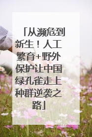 从濒危到新生！人工繁育+野外保护让中国绿孔雀走上种群逆袭之路