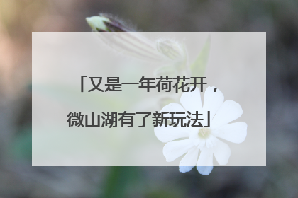 又是一年荷花开，微山湖有了新玩法