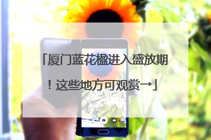 厦门蓝花楹进入盛放期！这些地方可观赏→