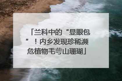 兰科中的“显眼包”！内乡发现珍稀濒危植物毛萼山珊瑚