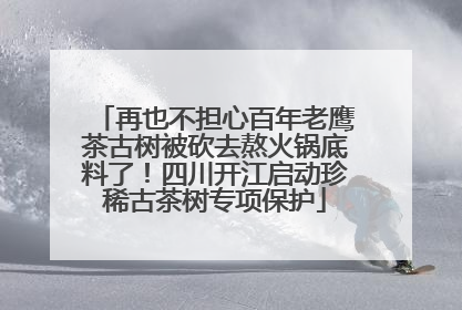 再也不担心百年老鹰茶古树被砍去熬火锅底料了！四川开江启动珍稀古茶树专项保护