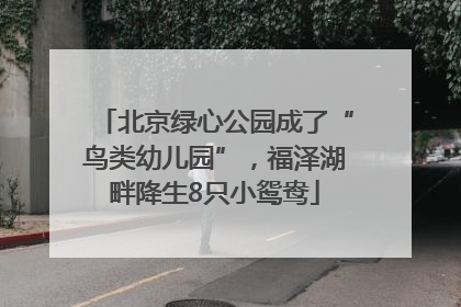 北京绿心公园成了“鸟类幼儿园”，福泽湖畔降生8只小鸳鸯