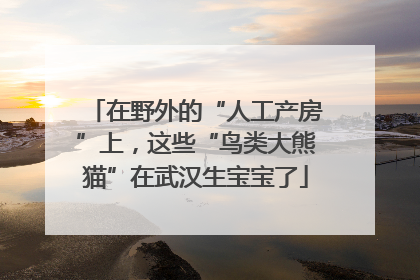 在野外的“人工产房”上，这些“鸟类大熊猫”在武汉生宝宝了