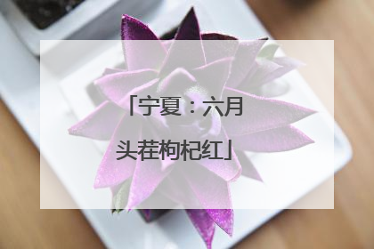 宁夏：六月头茬枸杞红