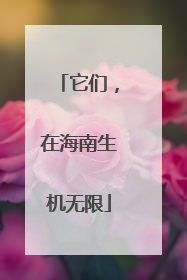 它们，在海南生机无限