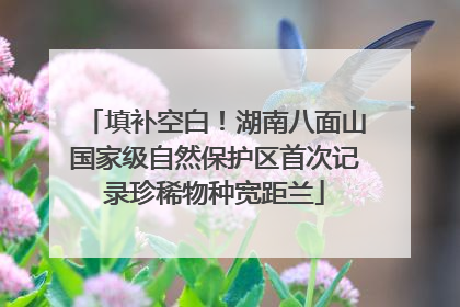 填补空白！湖南八面山国家级自然保护区首次记录珍稀物种宽距兰