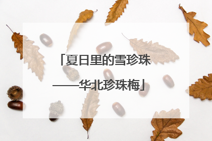 夏日里的雪珍珠——华北珍珠梅