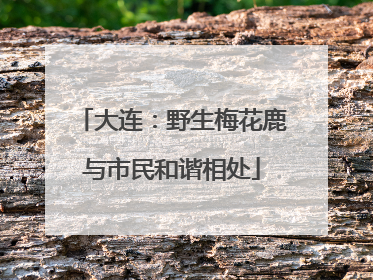 大连：野生梅花鹿与市民和谐相处