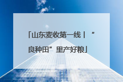 山东麦收第一线丨“良种田”里产好粮