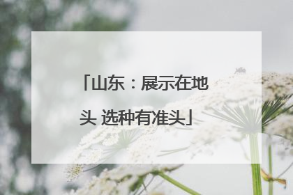 山东：展示在地头 选种有准头
