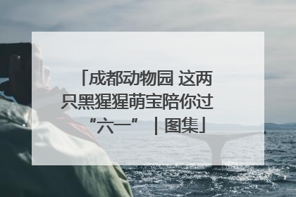 成都动物园 这两只黑猩猩萌宝陪你过“六一”｜图集