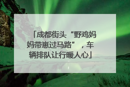 成都街头“野鸡妈妈带崽过马路”，车辆排队让行暖人心