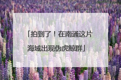 拍到了！在南通这片海域出现伪虎鲸群