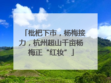 枇杷下市，杨梅接力，杭州超山千亩杨梅正“红妆”