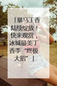 暴马丁香陆续绽放！快来观赏，冰城最美丁香季“终极大招”