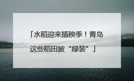 水稻迎来插秧季！青岛这些稻田披“绿装”