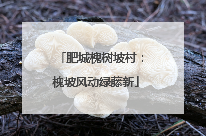 肥城槐树坡村：槐坡风动绿藤新