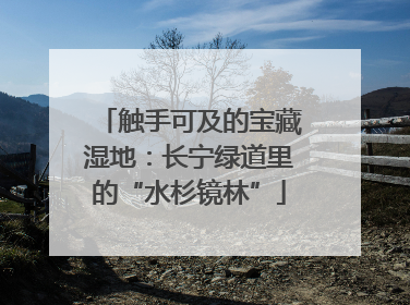 触手可及的宝藏湿地：长宁绿道里的“水杉镜林”