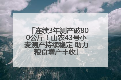 连续3年测产破800公斤！山农43号小麦测产持续稳定 助力粮食增产丰收