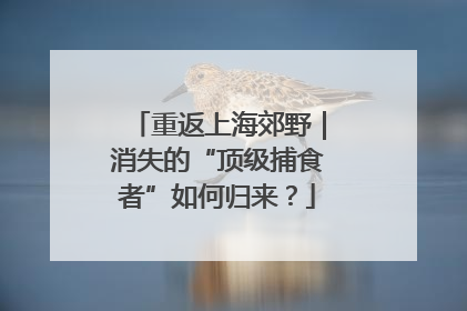 重返上海郊野｜消失的“顶级捕食者”如何归来？
