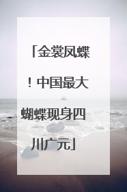 金裳凤蝶！中国最大蝴蝶现身四川广元