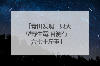 青田发现一只大型野生鼋 目测有六七十斤重