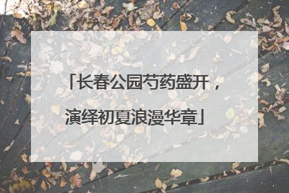 长春公园芍药盛开，演绎初夏浪漫华章