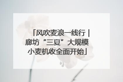 风吹麦浪一线行｜廊坊“三夏”大规模小麦机收全面开始