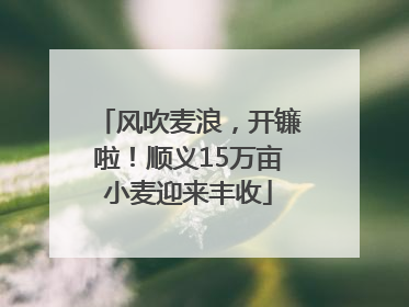 风吹麦浪，开镰啦！顺义15万亩小麦迎来丰收