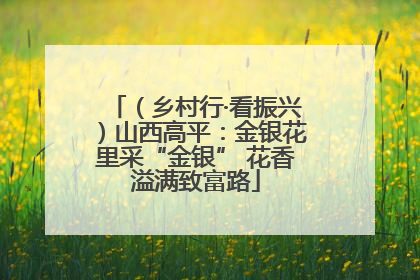 （乡村行·看振兴）山西高平：金银花里采“金银” 花香溢满致富路