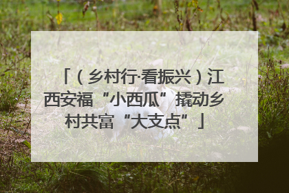 （乡村行·看振兴）江西安福“小西瓜”撬动乡村共富“大支点”