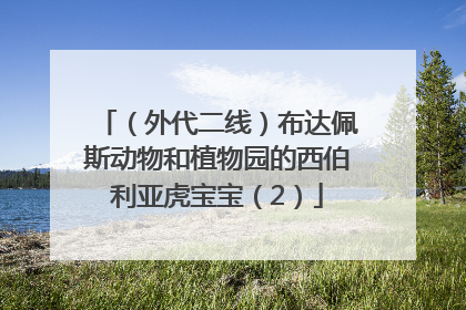 （外代二线）布达佩斯动物和植物园的西伯利亚虎宝宝（2）