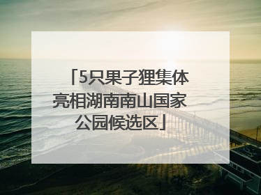 5只果子狸集体亮相湖南南山国家公园候选区